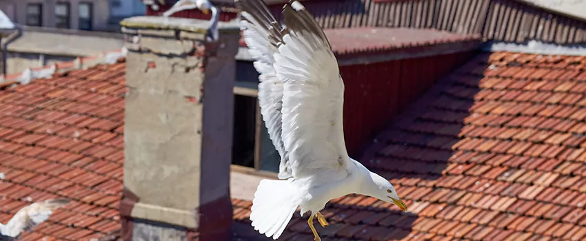 Residential Chimney Animal Removal Solution in Brunswick, GA